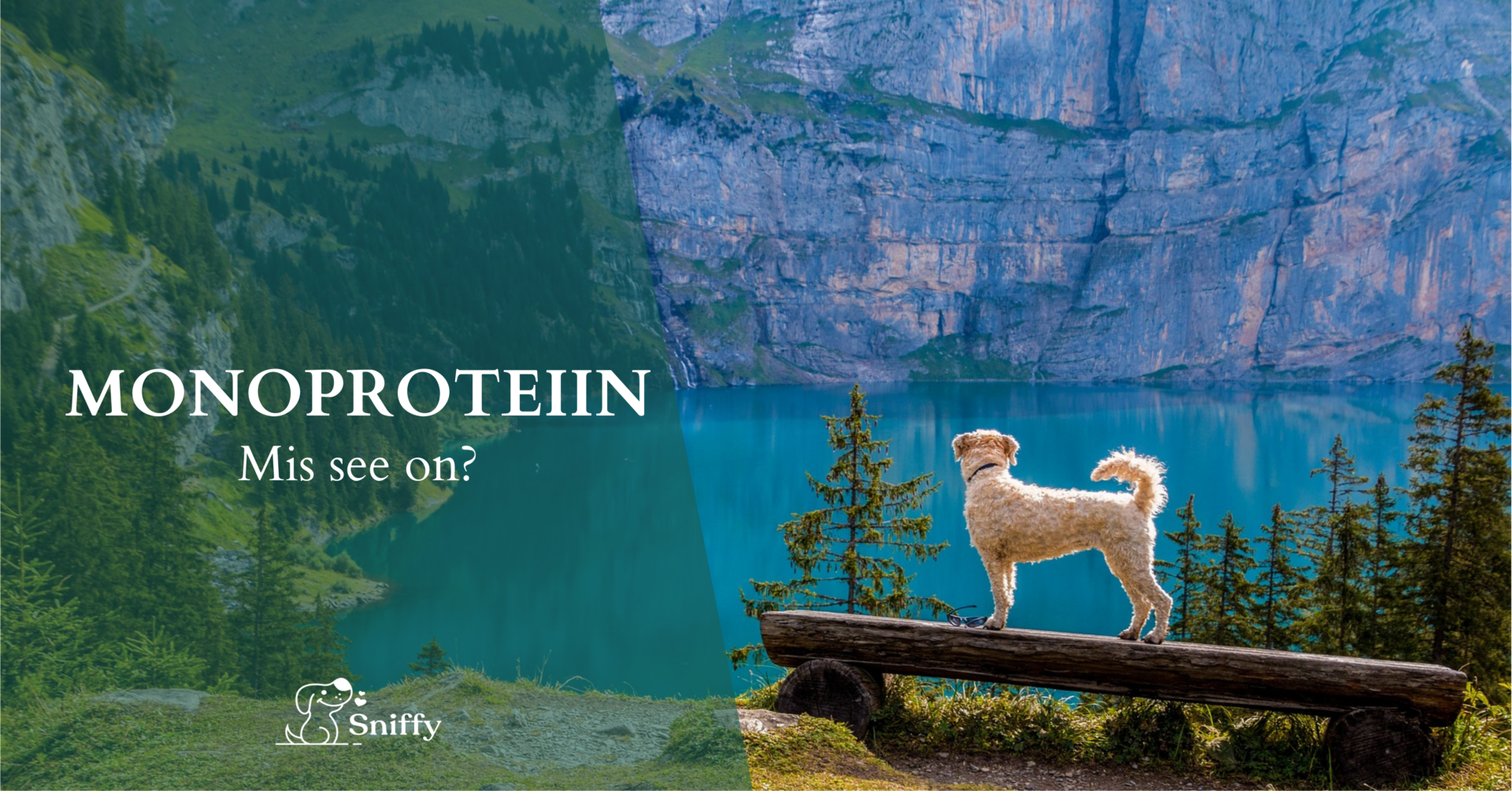 Viimasel ajal on üha enam lemmikloomapoodidesse jõudnud toite, millel on kirjas, et tegu on monoproteiin toiduga. Kuid, mis see täpsemalt on? See tähendab seda,