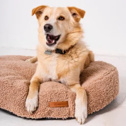 Koer istub pehmel padjal.