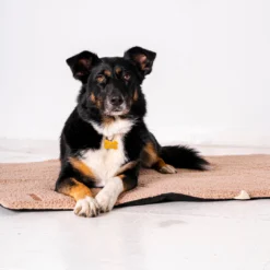 Rexproduct Mia Teddy reisimatt koertele